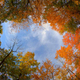 Illustration for article titled 100 Gorgeous Photos Of Fall Leaves
